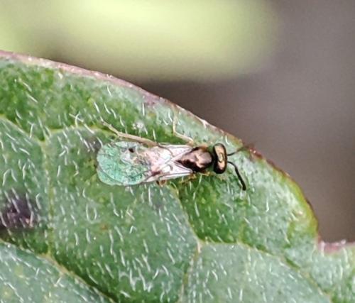Réf. 351 930 : Miscogastrinae inconnu